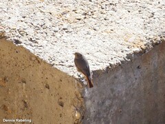 Phoenicurus ochruros