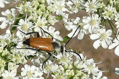 Paracorymbia fulva