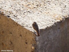 Phoenicurus ochruros
