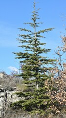 Cedrus atlantica