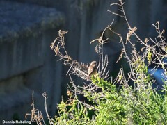 Saxicola rubicola