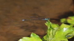 Pseudagrion indicum