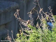 Saxicola rubicola