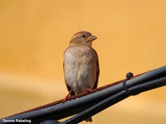 Passer domesticus