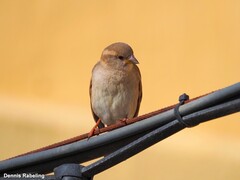 Passer domesticus