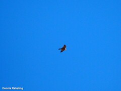 Falco peregrinus