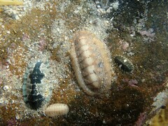 Ischnochiton cariosus