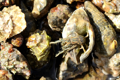 Clibanarius taeniatus