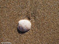 Venus verrucosa