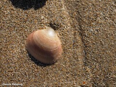 Glycymeris nummaria
