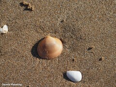 Glycymeris glycymeris