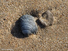 Venus verrucosa