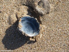 Venus verrucosa
