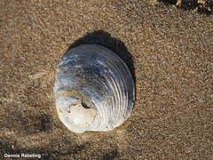 Venus verrucosa