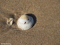 Venus verrucosa
