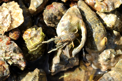 Clibanarius taeniatus