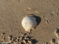 Glycymeris nummaria