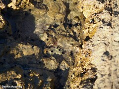 Melarhaphe neritoides
