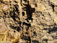 Melarhaphe neritoides
