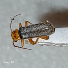Cantharis lateralis