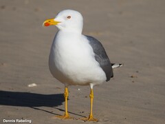 Larus michahellis