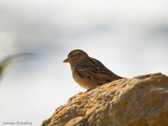 Passer domesticus