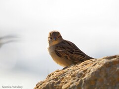 Passer domesticus