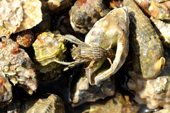 Clibanarius taeniatus