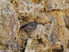 Phoenicurus ochruros