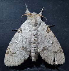 Lymantriinae
