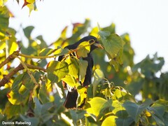 Turdus merula