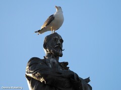 Larus fuscus