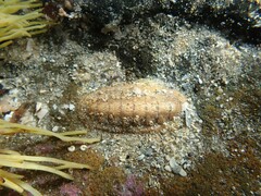 Ischnochiton cariosus