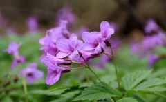 Cardamine glanduligera