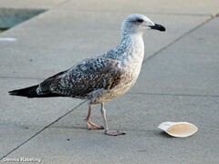 Larus michahellis