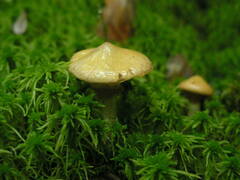 Suillus flavidus
