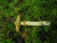 Suillus flavidus