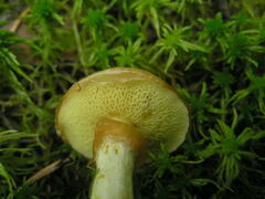 Suillus flavidus