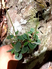 Peperomia leptostachya