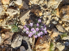 Langloisia setosissima