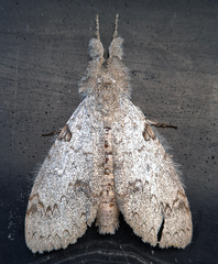 Lymantriinae
