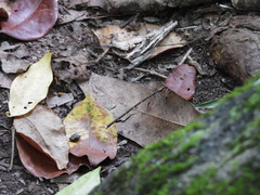 Episynlestes albicaudus