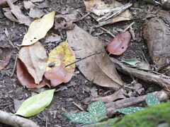 Episynlestes albicaudus