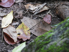 Episynlestes albicaudus