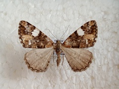 Alcis albifera