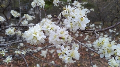 Prunus salicina