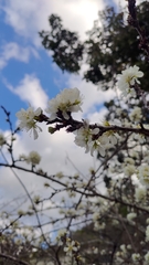 Prunus salicina