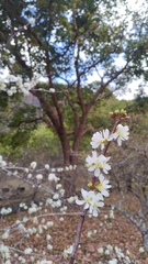 Prunus salicina