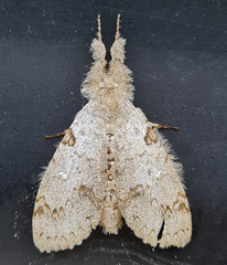 Lymantriinae