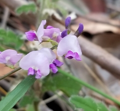 Glycine clandestina